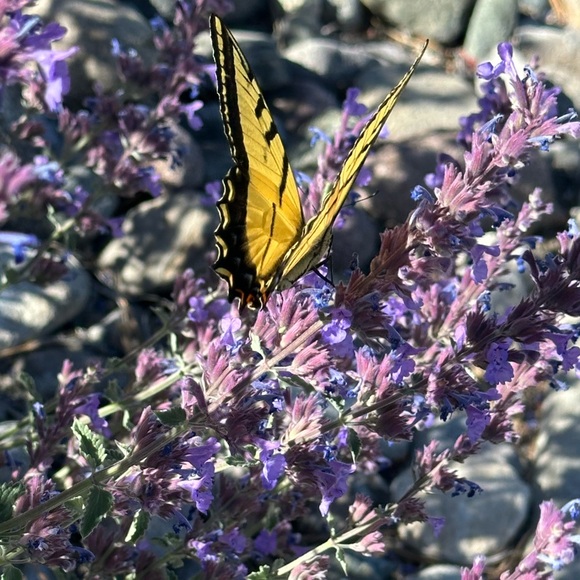 Howdy! - Picture 6 of 7